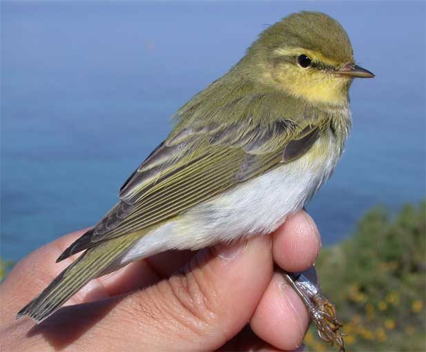 Mosquitero silbador