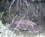 ANSE DOCUMENTA LA PRESENCIA DE GINETA Y GATO MONTÉS
