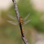 Anfibios y libélulas en verano