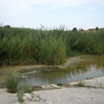 Anillamiento de golondrinas en Contraparada