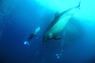 I encuentro estatal sobre delfines y pesca/acuicultura