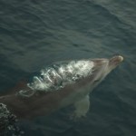 Continúa la búsqueda de delfines mulares a bordo del Else