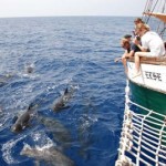 Avistamientos de cetáceos a bordo del ELSE