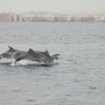 ANSE promueve la participación de voluntarios en el seguimiento de delfines y aves marinas con ayuda del Programa VOLCAM