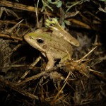 Muestreos de fauna en en Noroeste