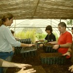 Siembras en el vivero