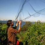 Campaña de anillamiento de aves en Isla Grosa