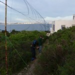 Se superan las 1000 aves anilladas en Isla Grosa