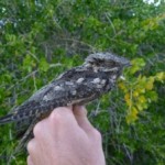 Finaliza la V campaña de anillamiento científico de aves en Isla Grosa
