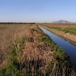 ANSE, AHSA y regantes crearán una nueva laguna en el Parque Natural de El Hondo (Elche)