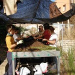 Voluntarios producen vegetación de humedales para favorecer a la cerceta pardilla