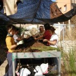 Noticias desde el vivero