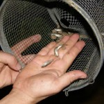 Fauna de Moreras