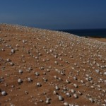 Charla sobre los viajes de ANSE al norte de África