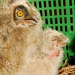 ¿El búho chico una especie en expansión?