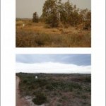 La colaboración de Administraciones y ANSE permite sustituir un eucaliptar por un bosquete de árboles en peligro de extinción a orillas del Mar Menor