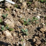 Experimentos de germinación en campo del garbancillo de Tallante