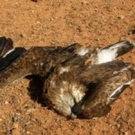 ANSE y ADESGA solicitan participar en la delimitación de las zonas de protección de avifauna