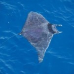 Primeras fotografías de Manta en las aguas del litoral de la Región de Murcia