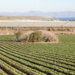 ANSE pide la retirada de un Plan Parcial en Calnegre de 7.700 viviendas