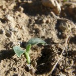 Germinaciones de Garbancillo de Tallante
