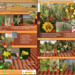 ANSE edita una guía de la flora dunar de La Manga
