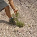 Las sabinas moras retoman la carretera de Portmán-Atamaría