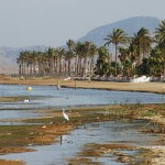 Carta a D. Ramón Luis Valcárcel sobre el Mar Menor
