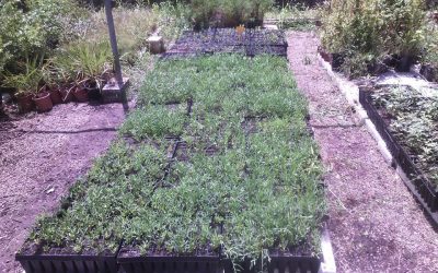El Crithmum maritimum, listo para el uso