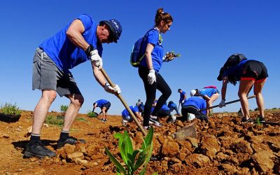 Voluntarios de la marea azul de Hidrogea plantan un seto
