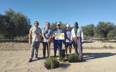 Plantación de setos en Casa Pareja