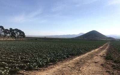 Nueva plantación de Setos