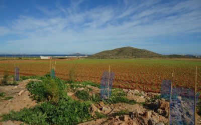 Volvimos a ver las plantaciones de septiembre