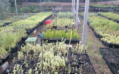 Noticias del vivero