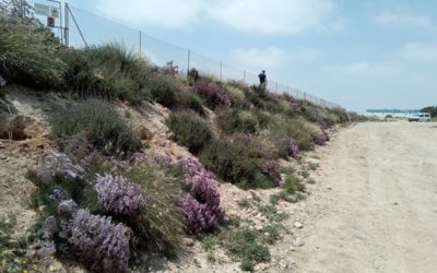 Setos de Bonduelle en Balsicas
