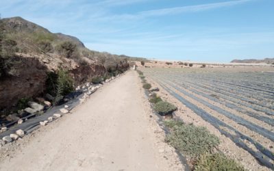 Setos de Worlmark en Mazarrón