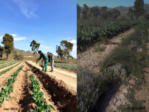 Impresionante desarrollo de los setos en Mazarrón