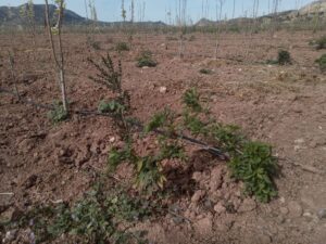Plantaciones al final de la línea cuando no hay sitio para el seto