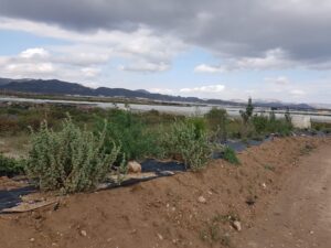 Setos espectaculares en Mazarrón (Worlmark, alimentos ecológicos)