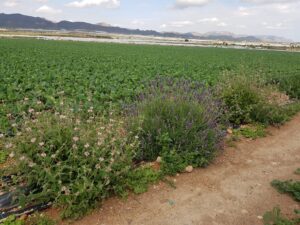 Setos en cultivos hortícolas de Mazarrón