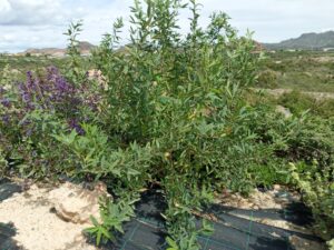 Leguminosas: aumentando la fertilidad del suelo desde los setos.