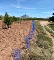 Reposición de marras en García Vargas