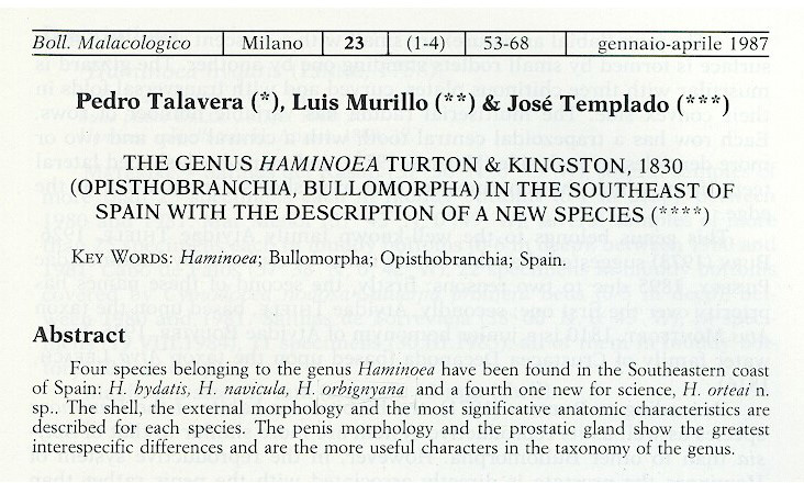 Estudio Haminoea