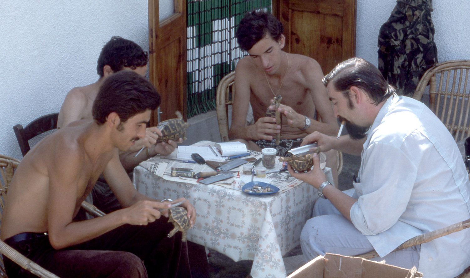 Estudio tortugas