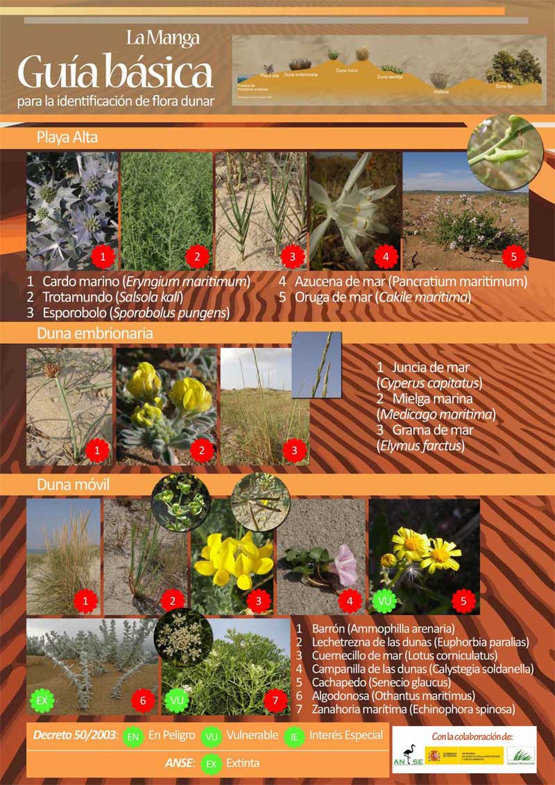La Manga. Guía básica de identificación de flora dunar