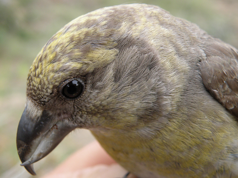 Piquituerto (Loxia curvirostra)