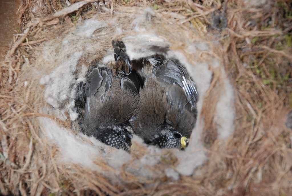 Pollos de Herrerillo capuchino