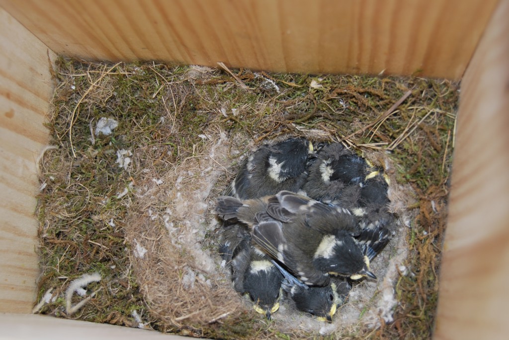 Nido con pollos de Carbonero garrapinos