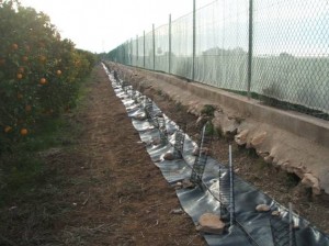 Seto de plantas autóctonas en cultivo de cítricos