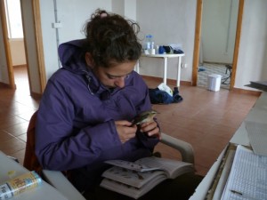Una voluntaria estudia una Collalba gris.